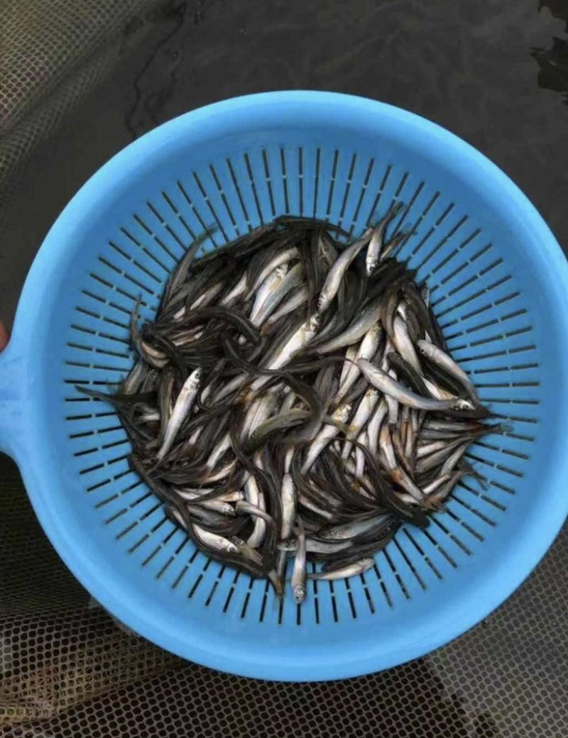 银鳕鱼苗优良品种基地直销提供技术指导