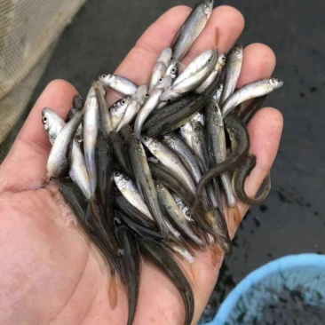 银鳕鱼苗优良品种基地直销提供技术指导