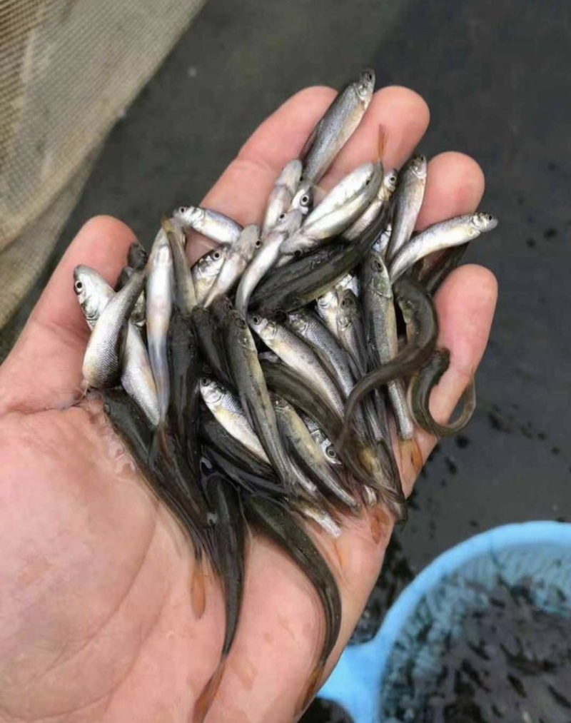 银鳕鱼苗优良品种基地直销提供技术指导