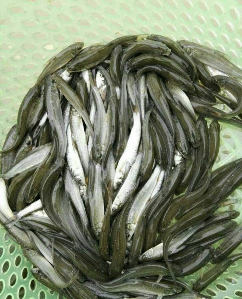 银鳕鱼苗优良品种基地直销提供技术指导