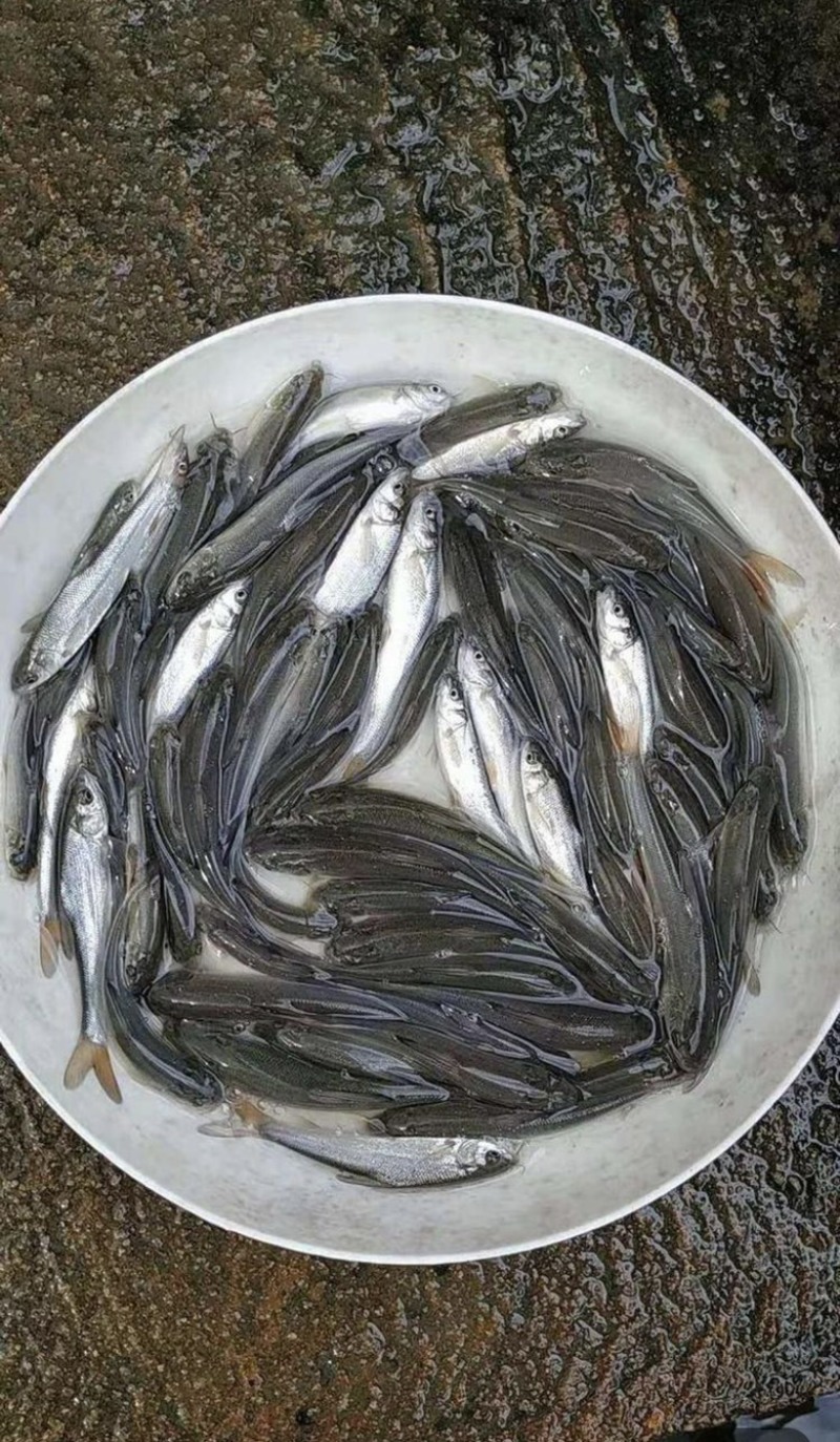 银鳕鱼苗优良品种基地直销提供技术指导