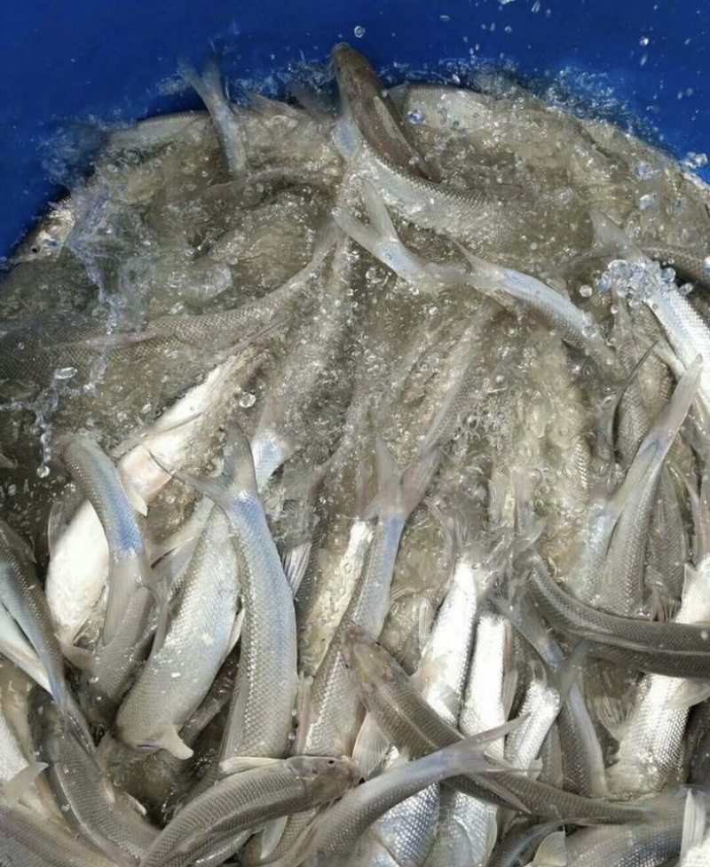 银鳕鱼苗优良品种基地直销提供技术指导
