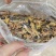 蚂炸，活体，速冻食用昆虫，可油炸，可烧烤，色香味俱全