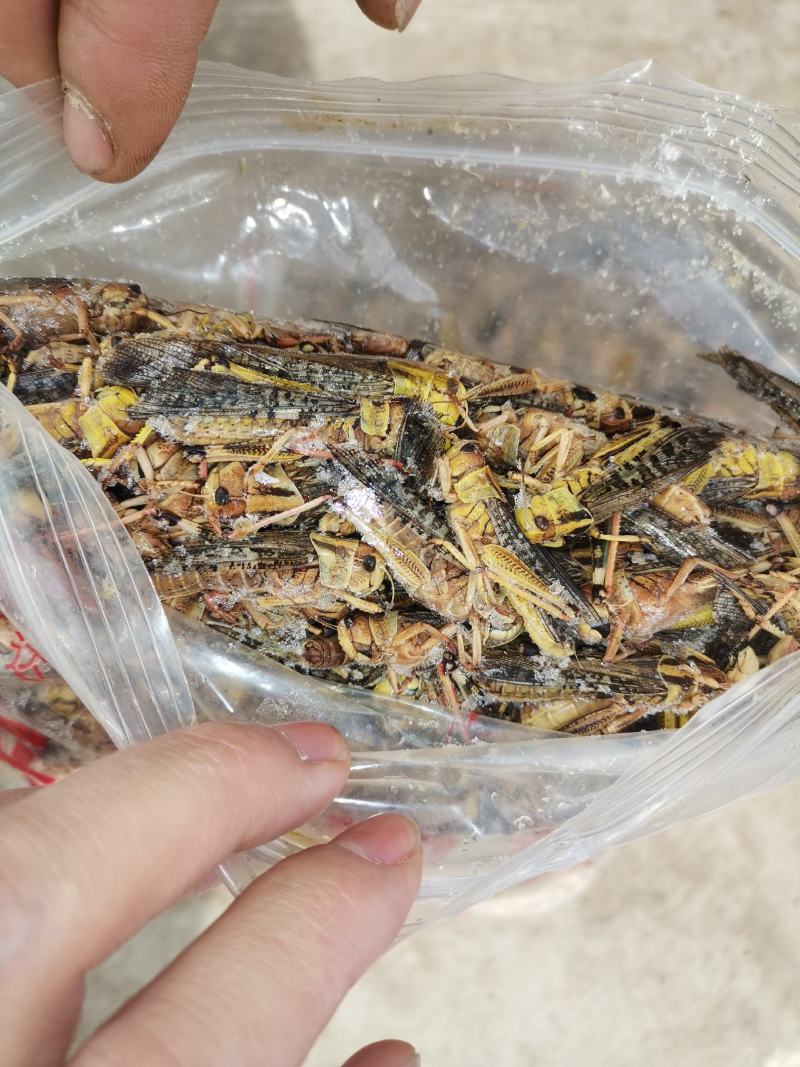 蚂炸，活体，速冻食用昆虫，可油炸，可烧烤，色香味俱全