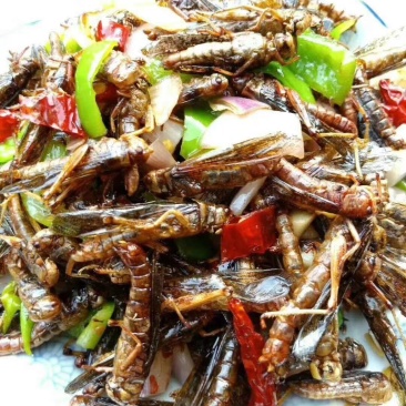 蚂炸，活体，速冻食用昆虫，可油炸，可烧烤，色香味俱全