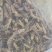 蚂炸，活体，速冻食用昆虫，可油炸，可烧烤，色香味俱全