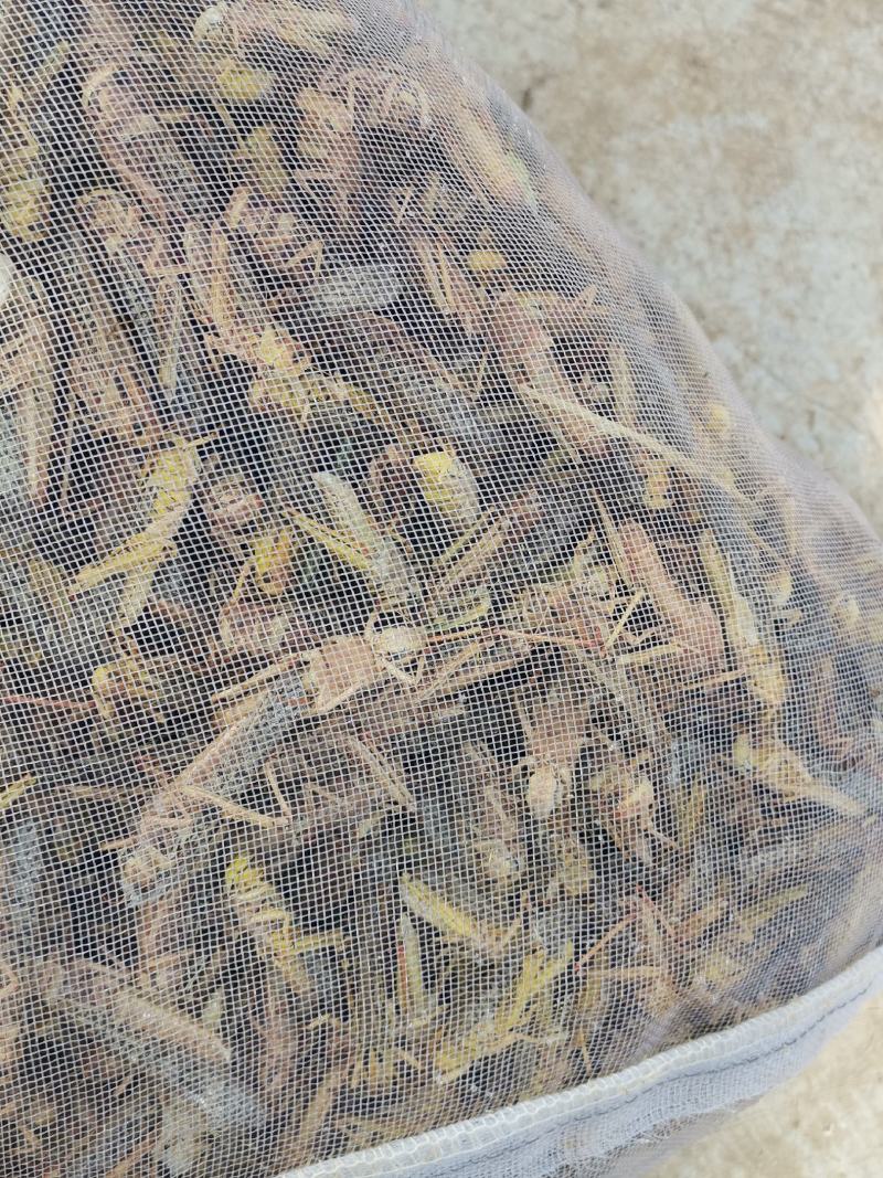 蚂炸，活体，速冻食用昆虫，可油炸，可烧烤，色香味俱全