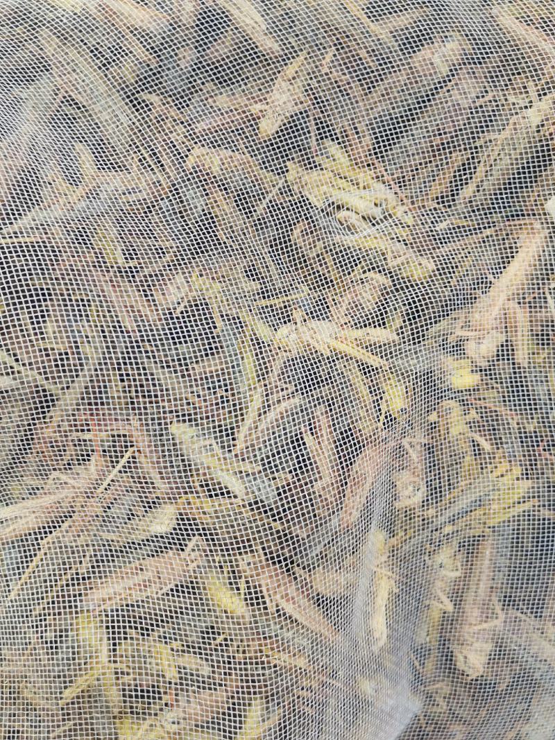 蚂炸，活体，速冻食用昆虫，可油炸，可烧烤，色香味俱全
