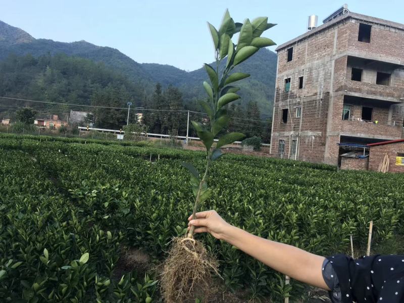 橙子苗血橙苗，自家果园百亩育苗基地，根系发达、抗寒、甜度高