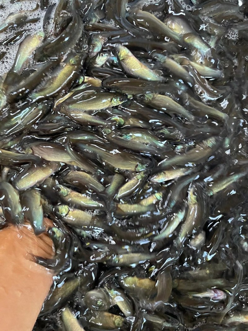 丁桂鱼苗，现货靓苗批发。