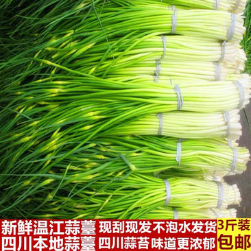 四川蒜苔精品发售一手货源基地直发量大从优