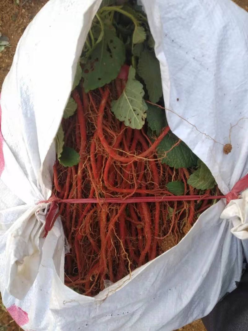 金银花苗80cm以上，品种纯正，成活率高，全国大发货