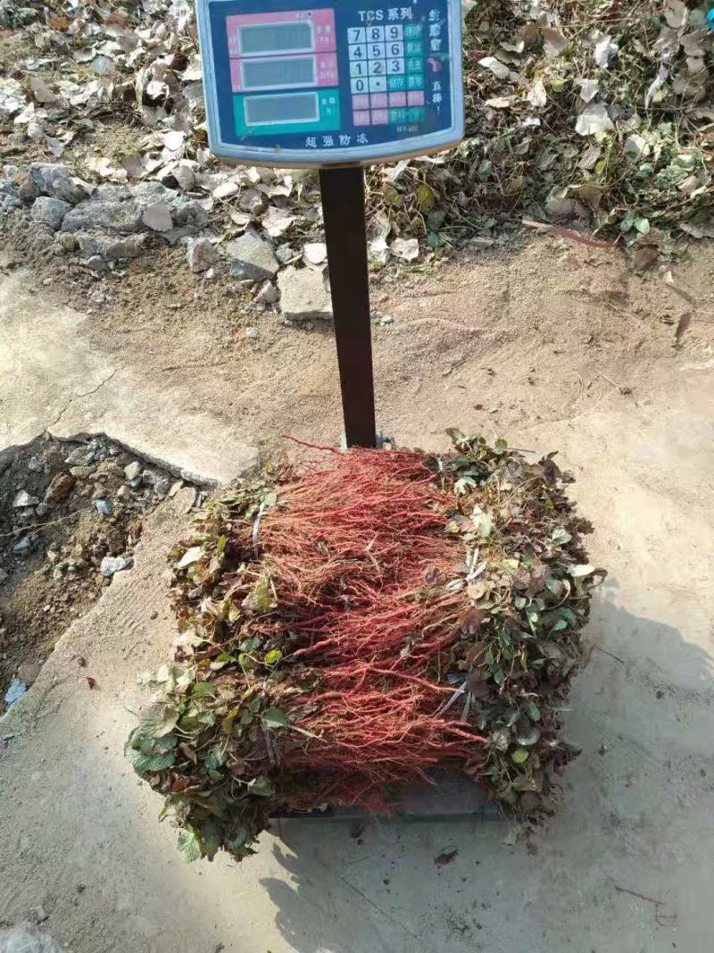 金银花苗80cm以上，品种纯正，成活率高，全国大发货