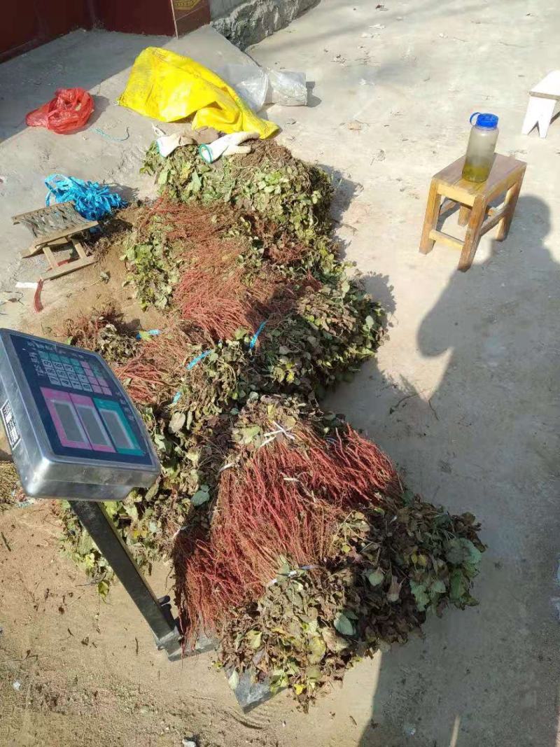 金银花苗80cm以上，品种纯正，成活率高，全国大发货