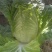 精品黄心大白菜无花心无虫洞无烧心