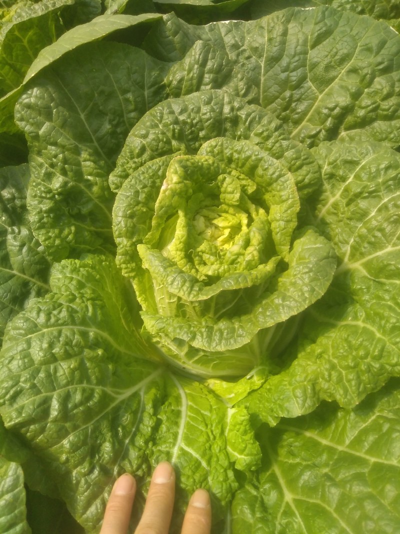 精品黄心大白菜无花心无虫洞无烧心