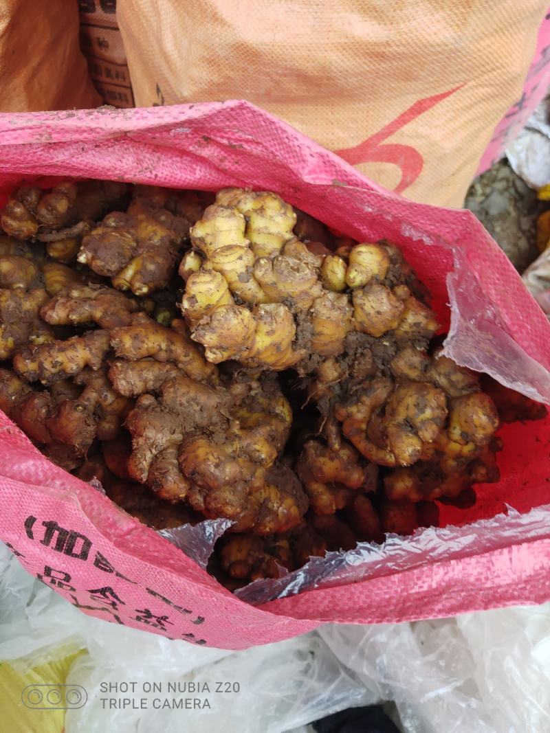 种姜二黄姜种正宗丹棱本地货装车物流一条龙，诚信经营，