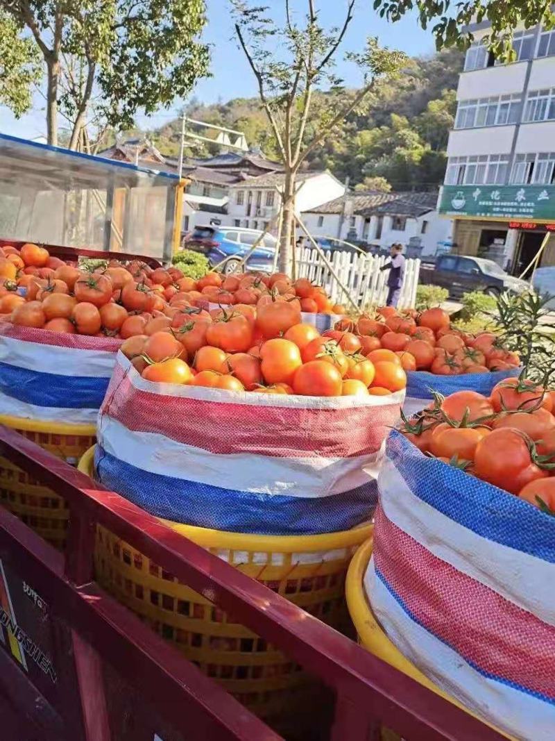 苍南大红硬果精品西红柿，场地直供色泽鲜艳一手货源