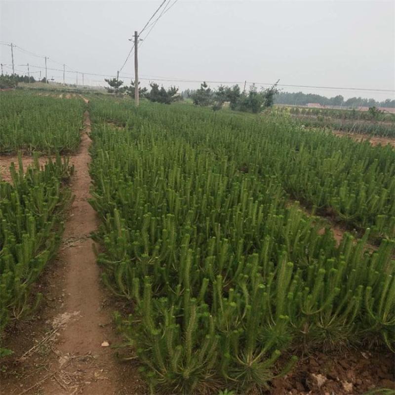 黑松苗，日本黑松小苗庭院黑松苗黑松树苗四季常青盆景植物松