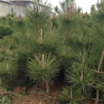 黑松苗，日本黑松小苗庭院黑松苗黑松树苗四季常青盆景植物松