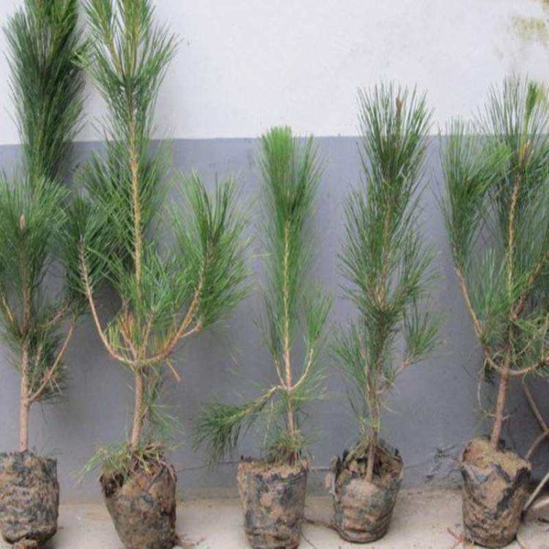 黑松苗，日本黑松小苗庭院黑松苗黑松树苗四季常青盆景植物松