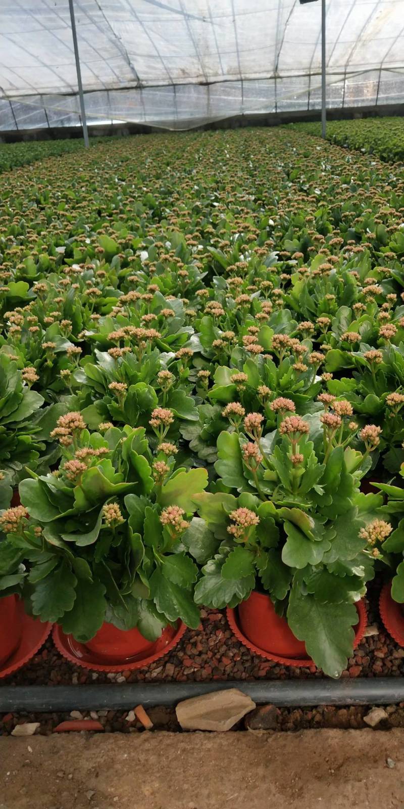 长寿花（宫灯长寿）花期长颜色多好管理价格合理发货及时