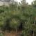 黑松，日本黑松庭院黑松，黑松，四季常青盆景植物黑松