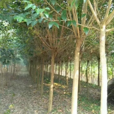 江苏自产自销4公分5公分大叶女贞工程苗装车价格