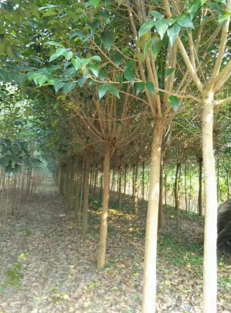 江苏自产自销4公分5公分大叶女贞工程苗装车价格