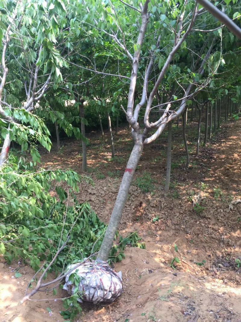 江苏自产自销4公分5公分大叶女贞工程苗装车价格