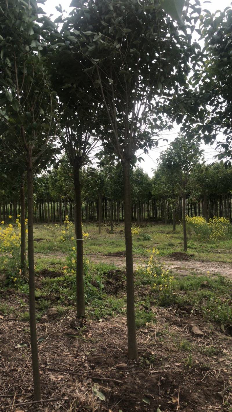 江苏自产自销4公分5公分大叶女贞工程苗装车价格