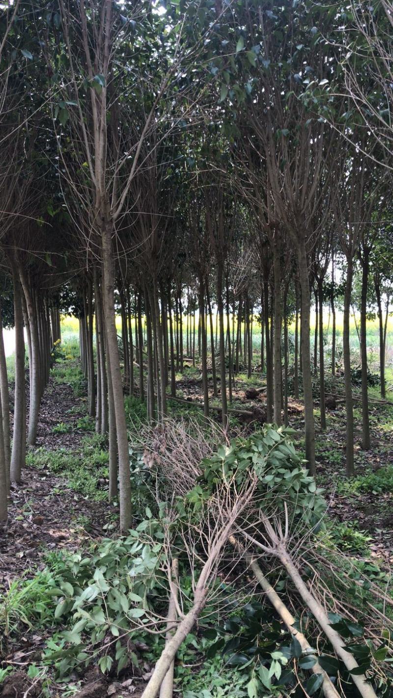 江苏自产自销4公分5公分大叶女贞工程苗装车价格