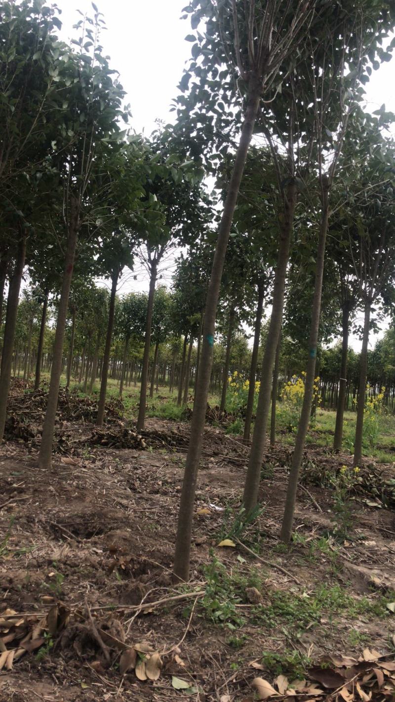 江苏自产自销4公分5公分大叶女贞工程苗装车价格