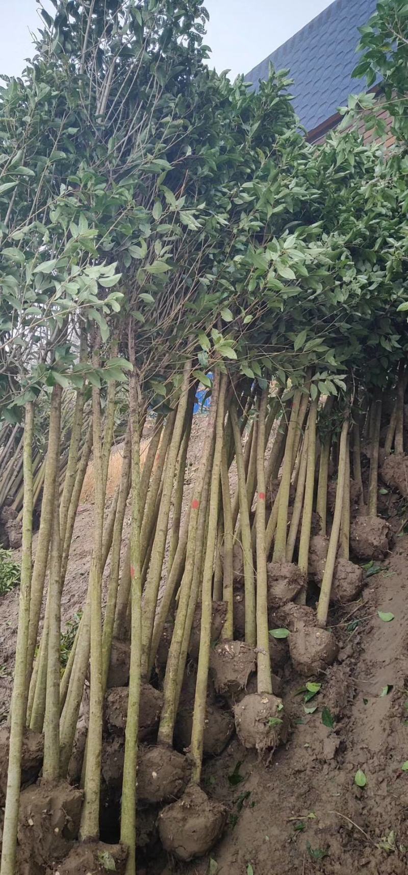 江苏自产自销4公分5公分大叶女贞工程苗装车价格
