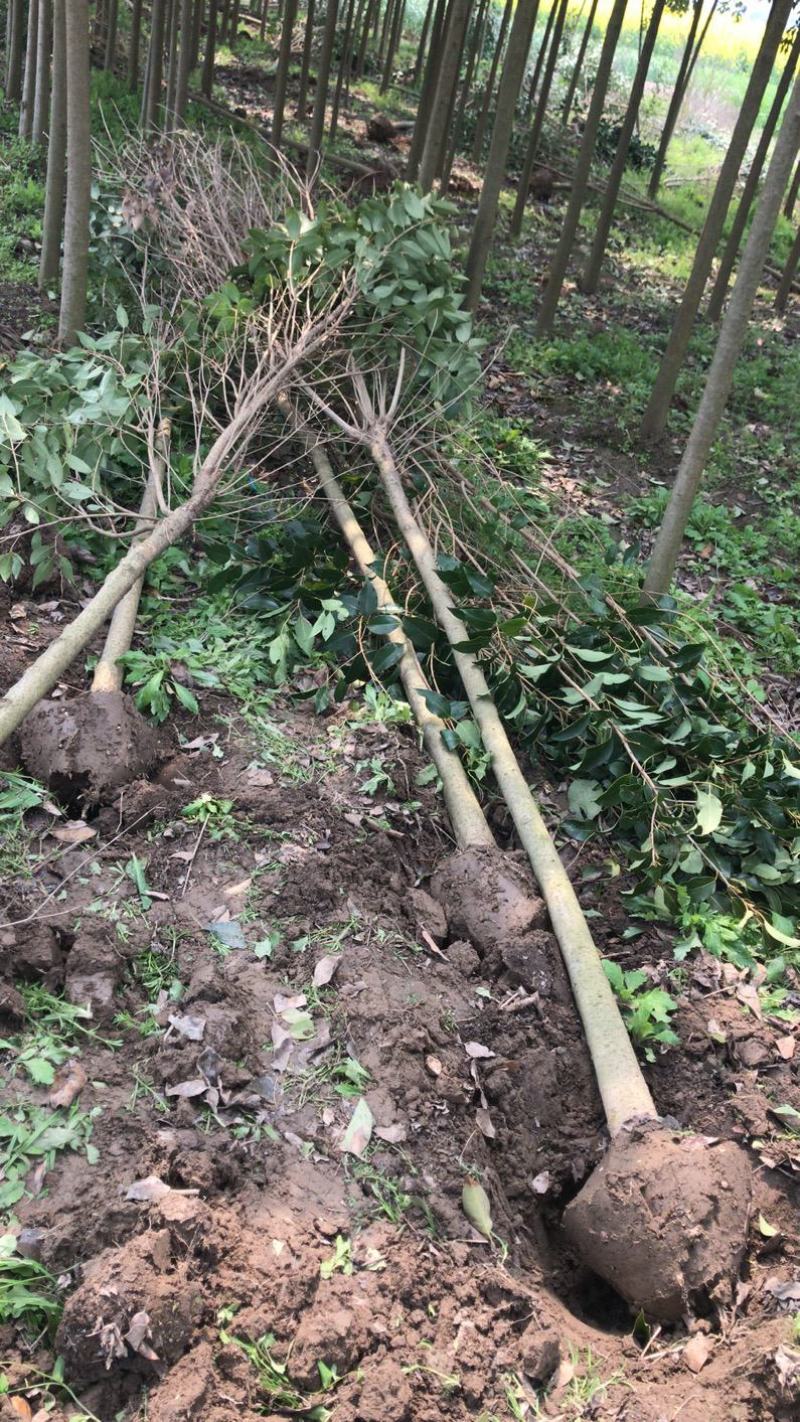 江苏自产自销4公分5公分大叶女贞工程苗装车价格