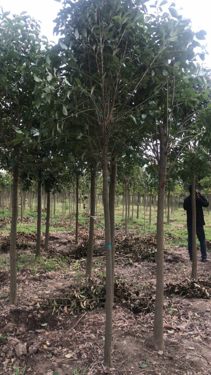 江苏自产自销4公分5公分大叶女贞工程苗装车价格