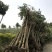 江苏自产自销4公分5公分大叶女贞工程苗装车价格