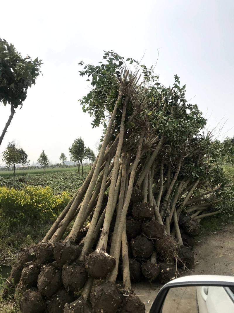 江苏自产自销4公分5公分大叶女贞工程苗装车价格
