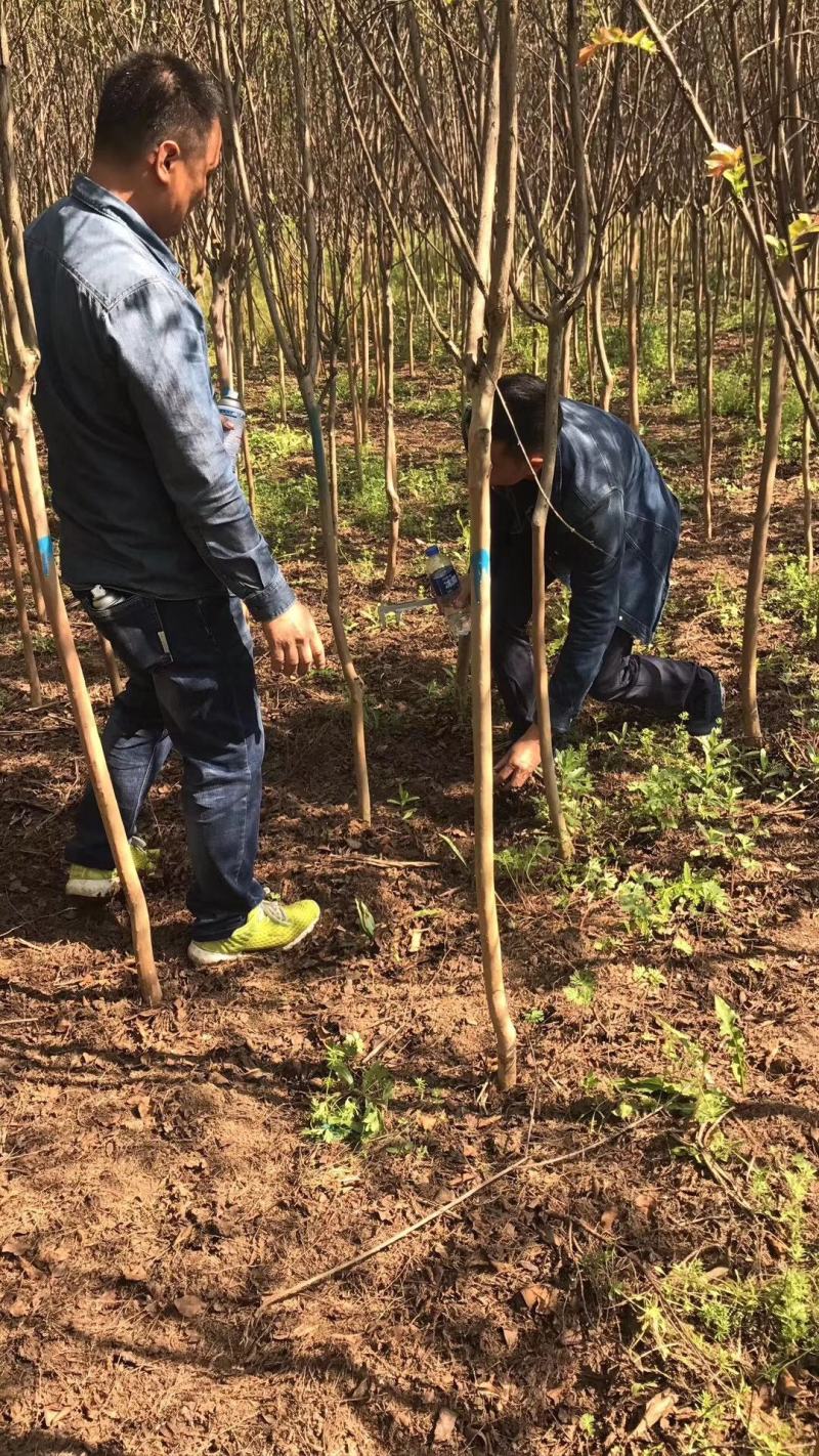 江苏自产自销4公分5公分大叶女贞工程苗装车价格