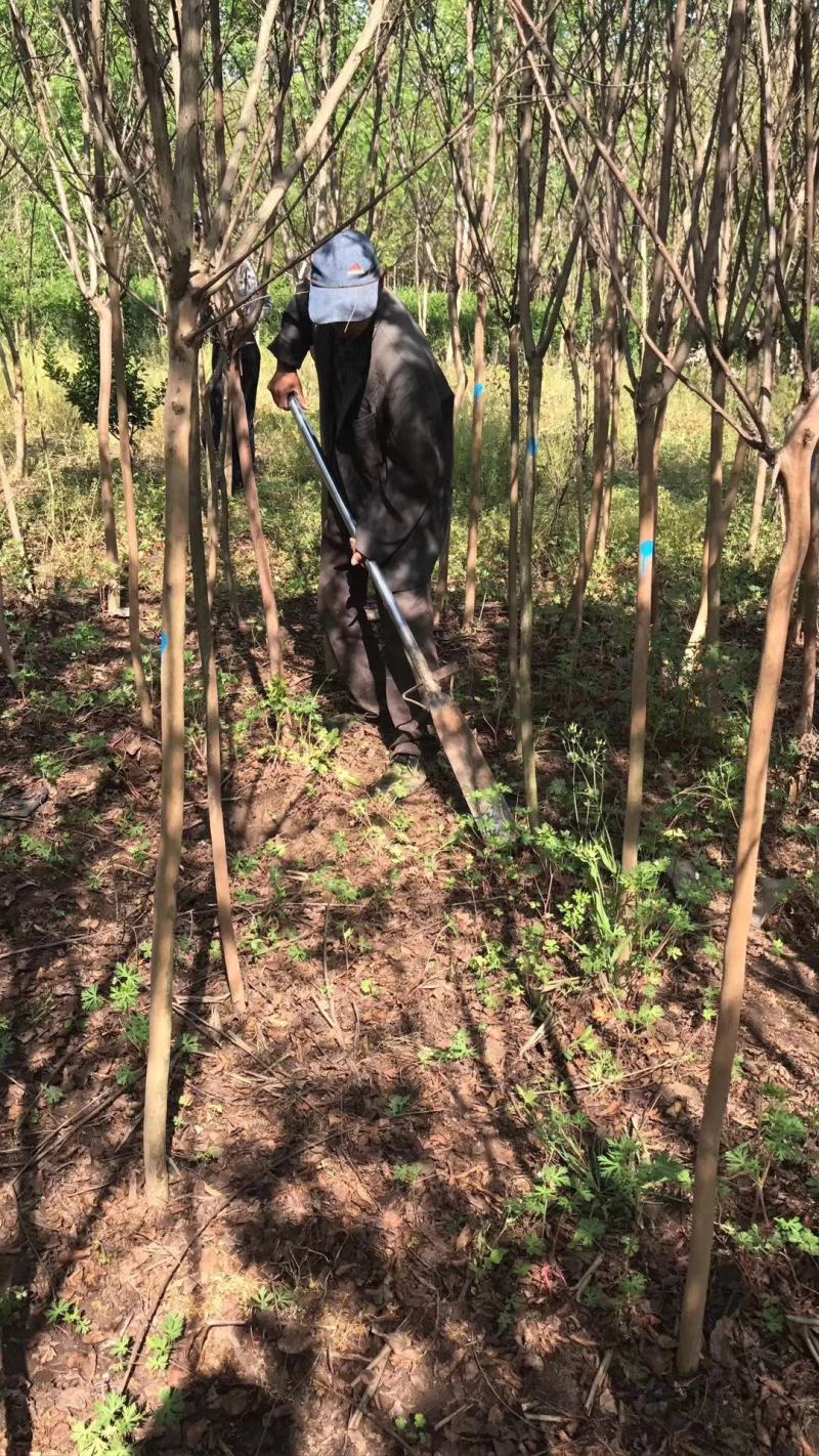 江苏自产自销4公分5公分大叶女贞工程苗装车价格