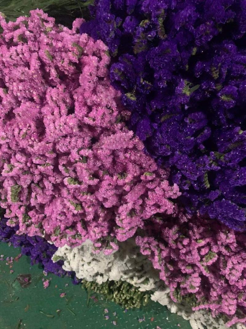 云南十八怪勿忘我鲜花论斤卖，颜色齐全，一件200斤