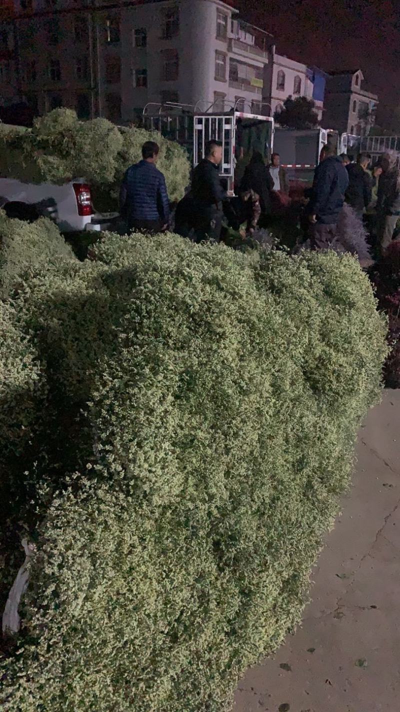 云南十八怪勿忘我鲜花论斤卖，颜色齐全，一件200斤