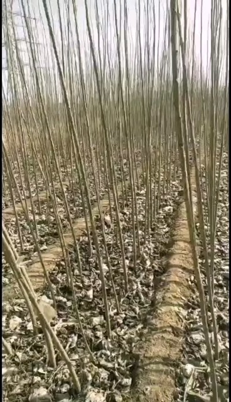 107速生杨树苗，易成活，无病毒！
