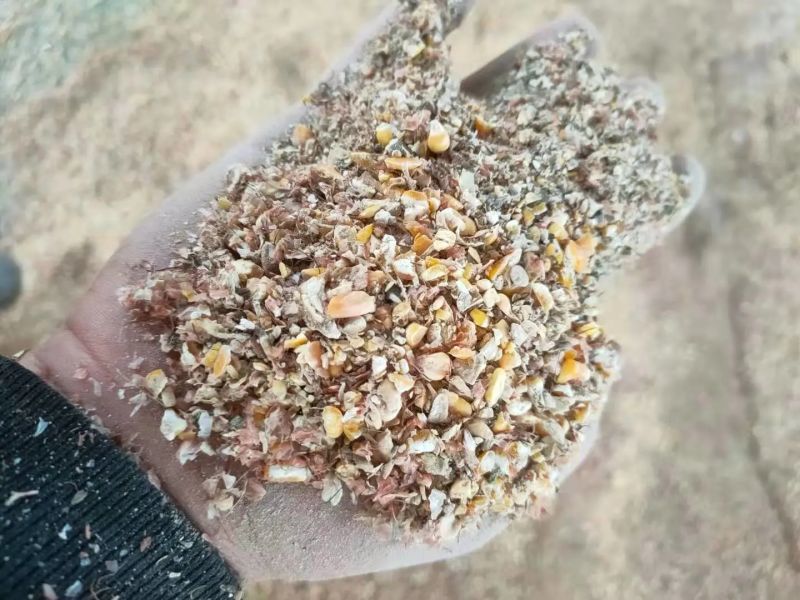 碎玉米霉变玉米东北碎玉米大麦康河南产地直销