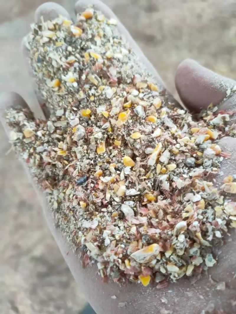 碎玉米霉变玉米东北碎玉米大麦康河南产地直销