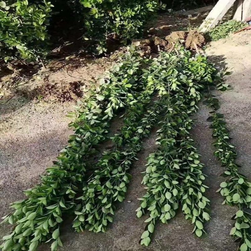 北海道北海道黄杨工程绿篱专用北海道小苗