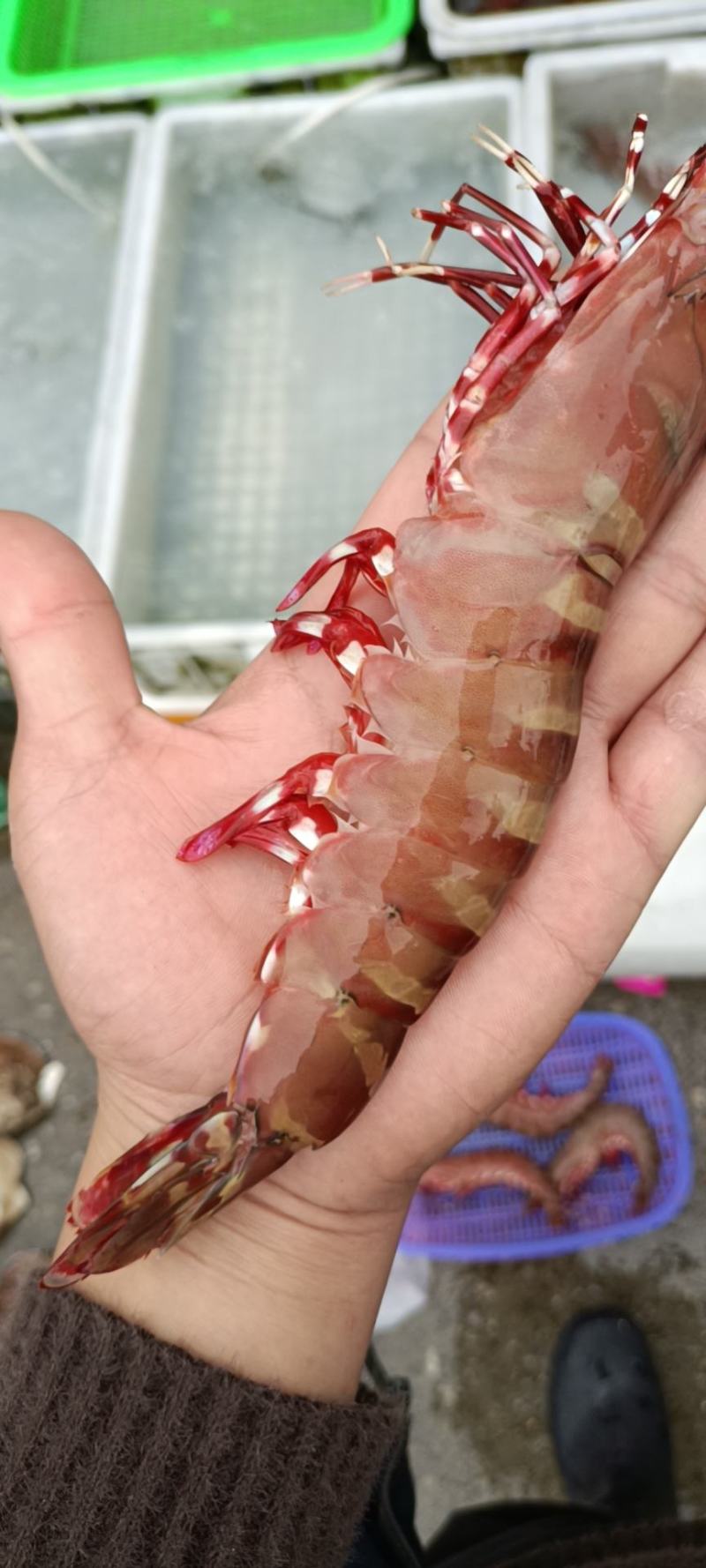 草虾节虾量大从优空运直达