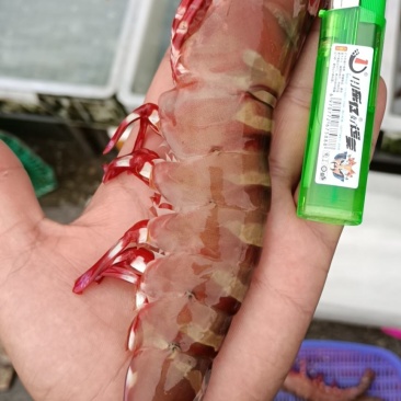 草虾节虾量大从优空运直达