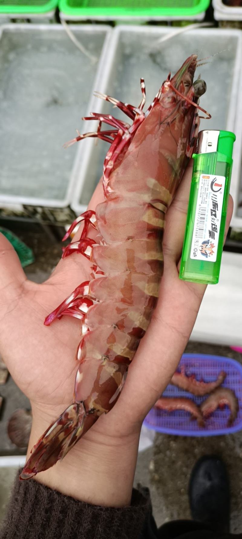 草虾节虾量大从优空运直达