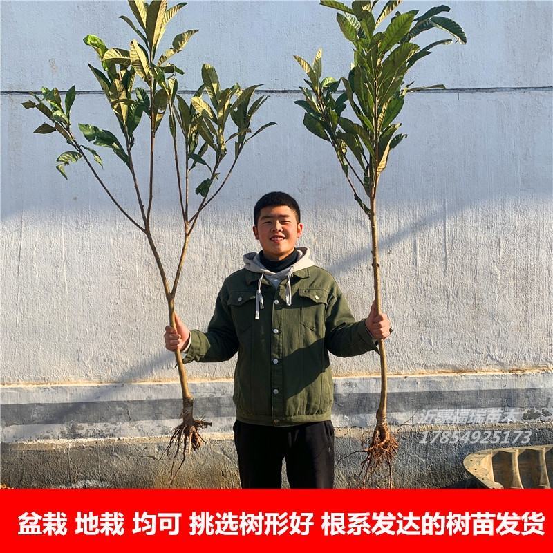 枇杷苗嫁接枇杷树苗大五星枇杷果树苗南方北方种植盆栽地栽果